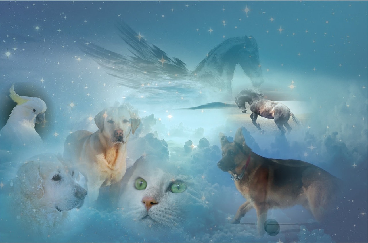 探秘梦幻世界，神奇宝贝之超梦——你的宠物进化新纪元