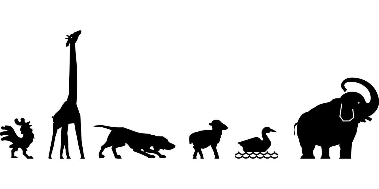沈字的奥秘，探寻汉字中的动物象征